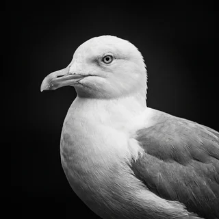 Corporate headshot of Deborah, a seagull in three-quarter profile