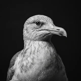 Corporate headshot of Gary, a herring gull