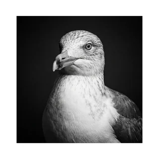 Corporate headshot of Kevin, a seagull staring directly at the camera