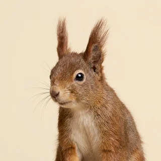 Portrait of Nutmeg Okafor, a red squirrel