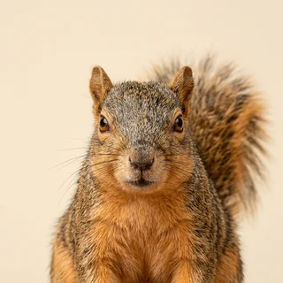 Portrait of Gerald Thistlewood, a fox squirrel